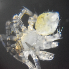 Araneae