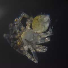 Araneae