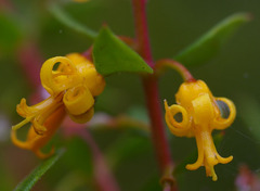 Persoonia myrtilloides
