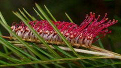 Grevillea hookeriana