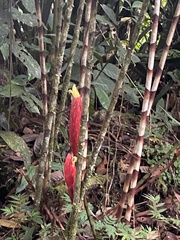 Costus stenophyllus