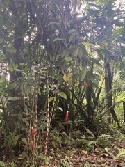 Costus stenophyllus