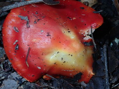 Hygrocybe laetissima