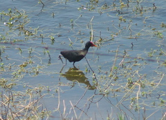 Jacana jacana