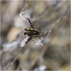Bombylius major
