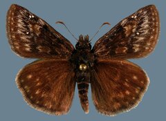 Erynnis afranius