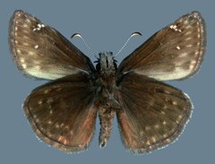 Erynnis afranius