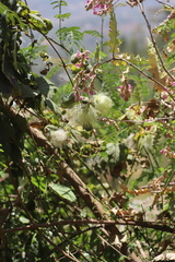 Clematis acuminata longicaudata