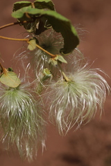 Clematis acuminata longicaudata