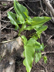 Zantedeschia aethiopica