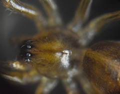 Araneae