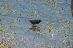 Jacana jacana