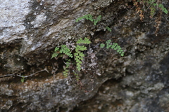 Adiantum poiretii