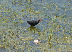 Jacana jacana
