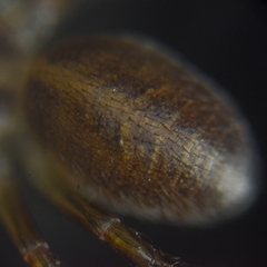 Araneae