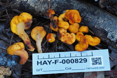 Cudonia spathulata
