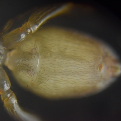Araneae