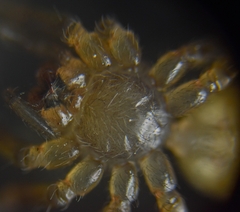 Araneae