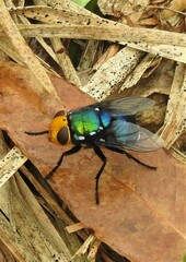 Amenia chrysame