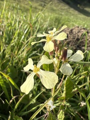 Raphanus raphanistrum