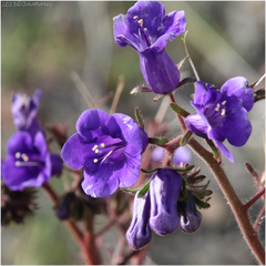 Phacelia minor