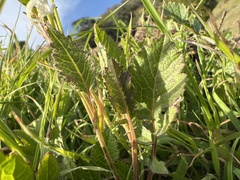 Raphanus raphanistrum