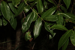 Glochidion ferdinandi