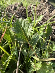 Raphanus raphanistrum