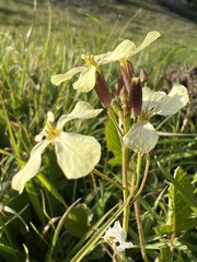 Raphanus raphanistrum