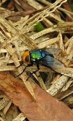 Amenia chrysame