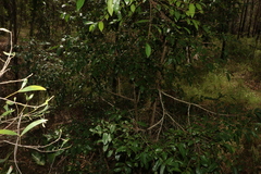 Glochidion ferdinandi