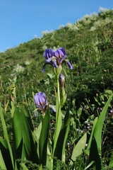 Iris alberti
