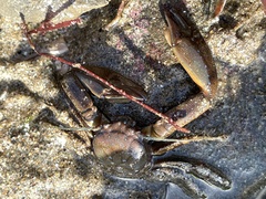 Petrolisthes manimaculis