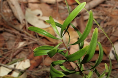 Persoonia sericea
