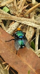 Amenia chrysame