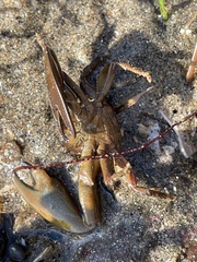 Petrolisthes manimaculis