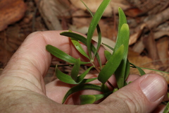Persoonia sericea