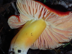 Hygrocybe laetissima