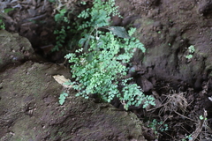 Adiantum poiretii