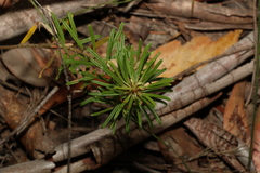 Pultenaea petiolaris