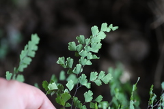 Adiantum poiretii