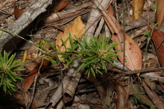 Pultenaea petiolaris
