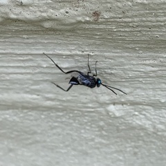 Evania appendigaster