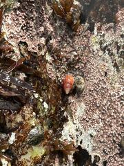 Amphissa versicolor