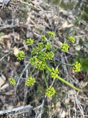 Tauschia hartwegii