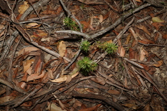 Pultenaea petiolaris