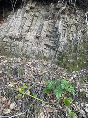 Tauschia hartwegii