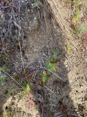 Camissoniopsis hirtella