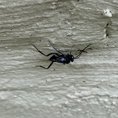 Evania appendigaster