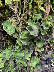 Peltigera britannica
